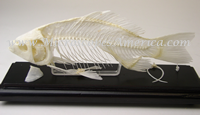 Educational Specimens Fish Skeleton 51001